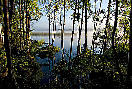湖,日出,晨雾,省立公园,靠近,艾伯塔省,加拿大
