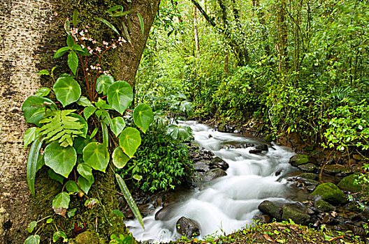 溪流,流动,雨林,哥斯达黎加