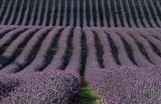 薰衣草种植区,普罗旺斯,法国南部