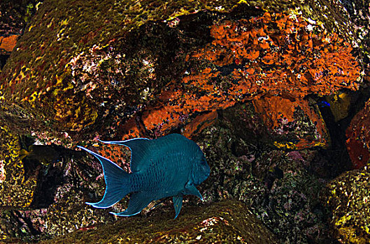 巨大,雀鲷,加拉帕戈斯群岛,厄瓜多尔
