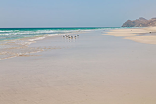 山,海洋,海鸥,满,阿曼,海岸线,塞拉莱