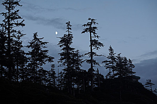 月亮,树,不列颠哥伦比亚省,加拿大