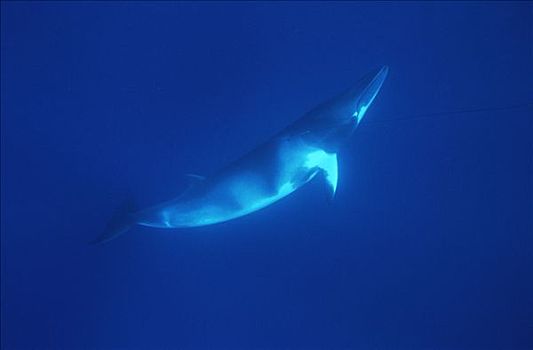 矮小,小须鲸,靠近,西澳大利亚