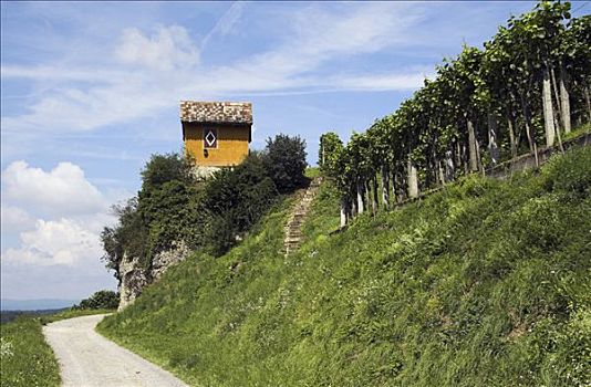 小,房子,葡萄园,高处,沙夫豪森,瑞士