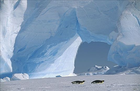 帝企鹅,一对,南极