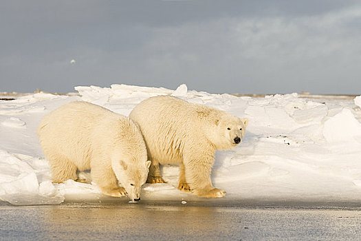 一对,北极熊,幼兽,走,冰冻,向上,区域,北极圈,国家野生动植物保护区,阿拉斯加