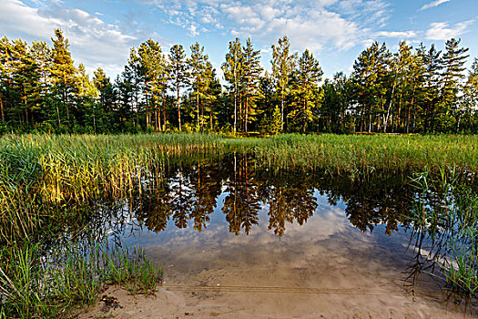 湖,树林,树,反射,靠近,莫斯科,俄罗斯