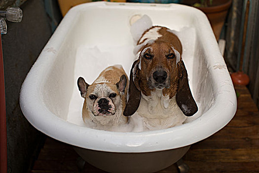巴塞特猎犬,法国牛头犬,浴缸,遮盖,肥皂泡,看镜头