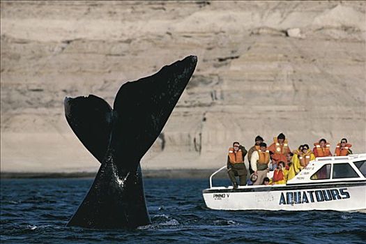 南露脊鲸,靠近,观鲸,船,瓦尔德斯半岛,阿根廷