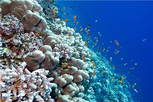 珊瑚礁,珊瑚,异域风情,鱼,仰视,热带,海洋,隔绝,蓝色背景,水,背景