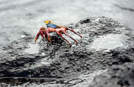 细纹方蟹,方蟹,岛屿,加拉帕戈斯群岛,厄瓜多尔,南美