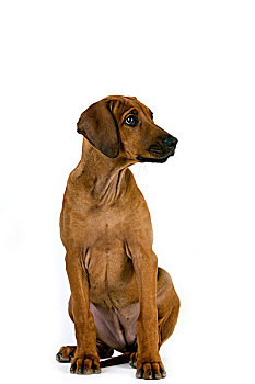 罗德西亚背脊犬,3个月,老,小狗,坐,白色背景