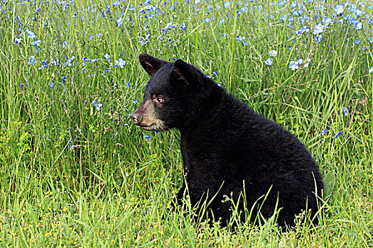 美洲黑熊,老,幼兽,坐,俘获,蒙大拿,美国