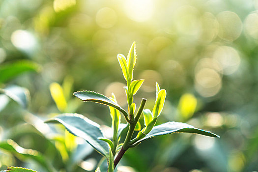 西湖龙井茶叶