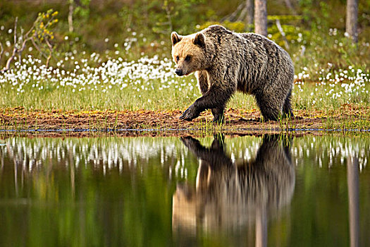 棕熊,熊,成年,走,边缘,湖,反射,针叶林带,树林,芬兰,欧洲