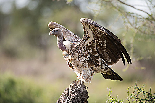 粗毛秃鹫,翼,伸展,树桩,靠近,恩戈罗恩戈罗火山口,保护区,坦桑尼亚