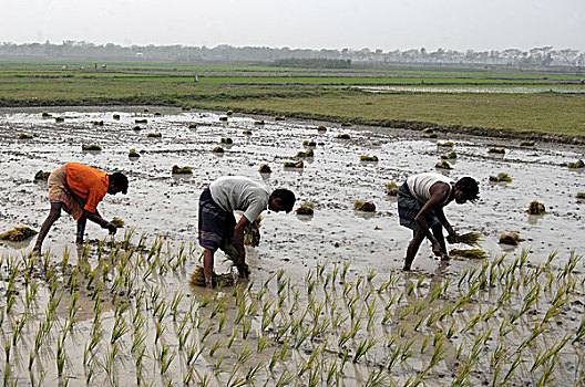 农民,种植,稻田,地点,孟加拉,二月,2008年