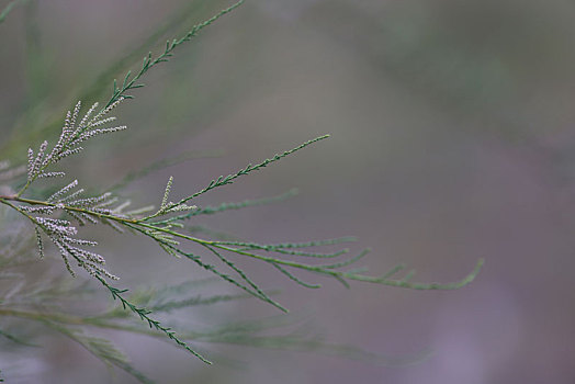 植物