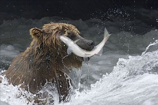 棕熊,抓住,三文鱼,半空中,堪察加半岛,俄罗斯