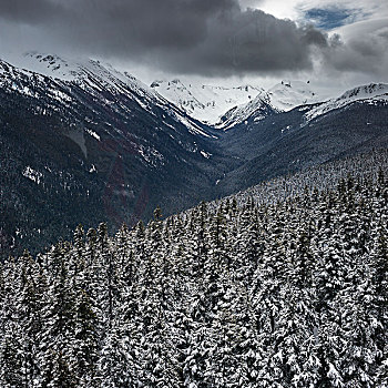 积雪,树,山,惠斯勒,不列颠哥伦比亚省,加拿大