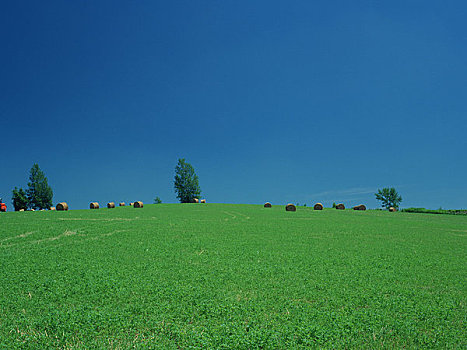 蓝天,绿色,草场
