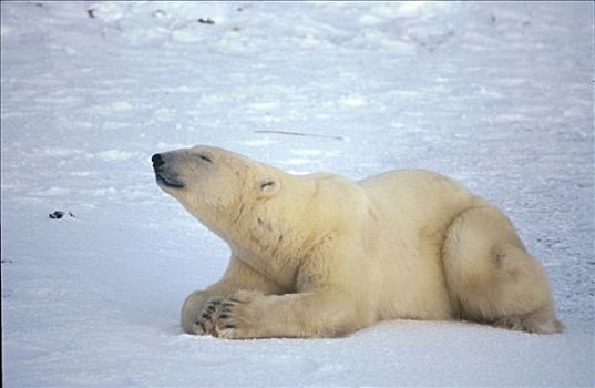 北极熊,嗅,空气,戈登,哈得逊湾,加拿大