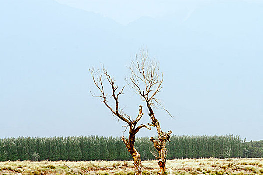 两棵树,秃树