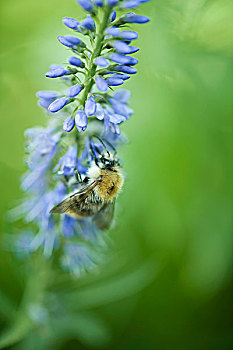 欧洲,暗色,蜜蜂,花粉,蓝花