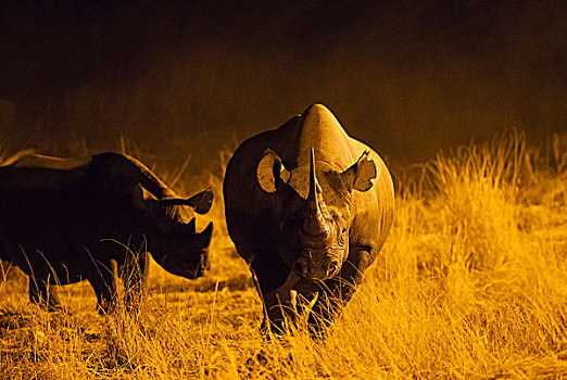 黑犀牛,犀牛,母牛,雄性动物,后面,靠近,泛光灯照明,水坑,露营,夜晚,埃托沙国家公园,纳米比亚,非洲
