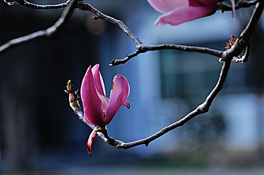 玉兰花花草风光