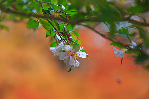白色,金樱子,鲜花,日本,京都,园林,植物