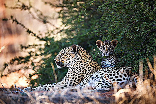 豹,母亲,幼兽,卡拉哈迪大羚羊国家公园,南非
