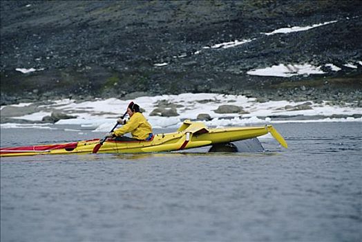 弓头鲸,鼻子,漂流,生物学家,巴芬岛,加拿大