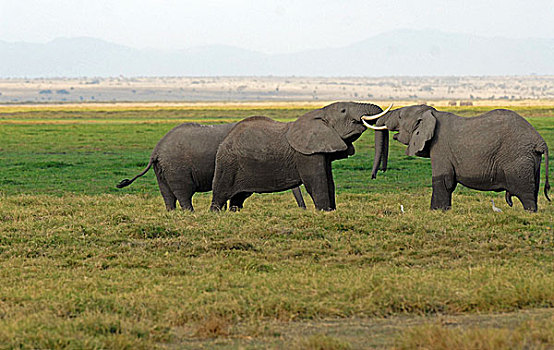 肯尼亚,安伯塞利国家公园,大象,吻