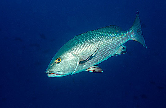 红鲷鱼,马尔代夫,印度洋