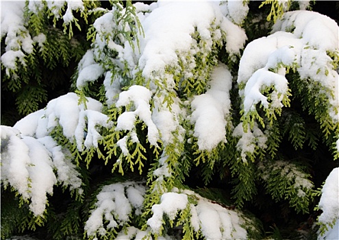 积雪,常绿植物,金钟柏,枝条,冬天
