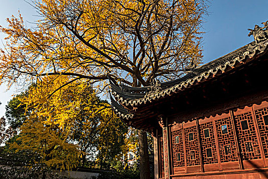 上海豫园古银杏