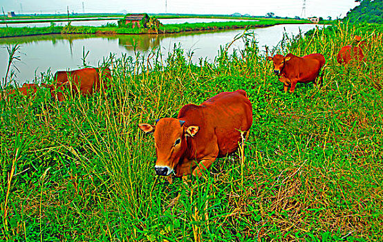 河边草地上的黄牛