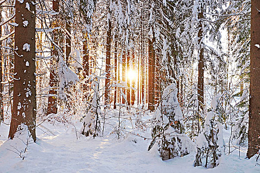风景,挪威针杉,树,欧洲云杉,树林,日出,积雪,冬天,巴伐利亚森林,巴伐利亚