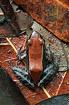 红木,青蛙,蛙属,保护色,国家公园,马来西亚