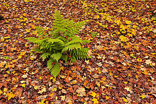 枫树,幼苗,林下叶层,成熟,硬木,树林,阿尔冈金省立公园,安大略省,加拿大