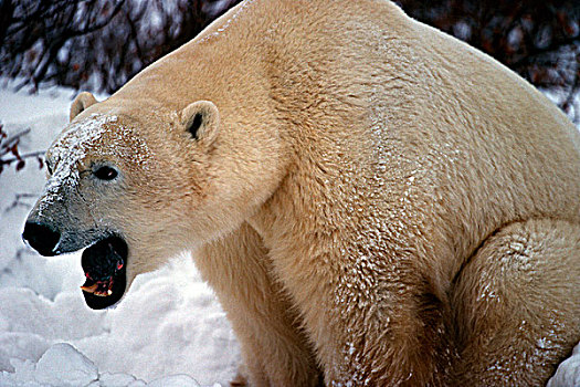 特写,北极熊,叫,丘吉尔市,哈得逊湾,曼尼托巴,加拿大