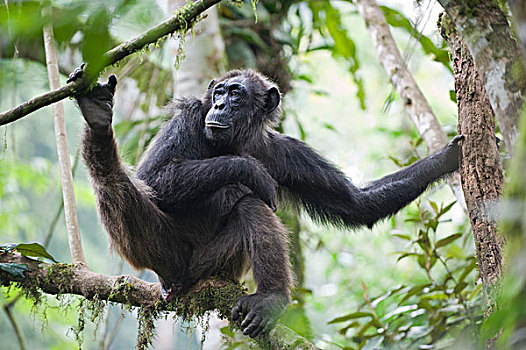 黑猩猩,类人猿,女性,休息,树上,西部,乌干达