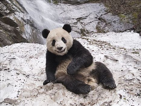大熊猫,俘获,幼兽,雪,中国