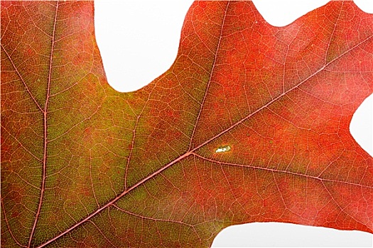 秋天,橡树叶,微距