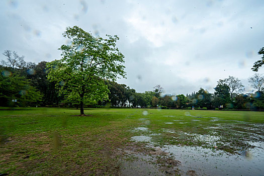 广州2023年春季华南雨中的植物园