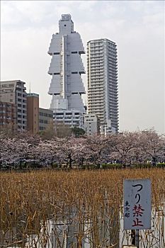 芦苇,湖,东京,日本