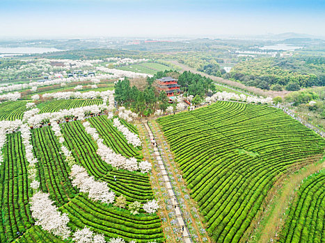 俯瞰南昌县凤凰沟景区的茶园