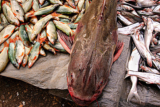亚洲,柬埔寨,鱼,湄公河,出售,早晨,市场