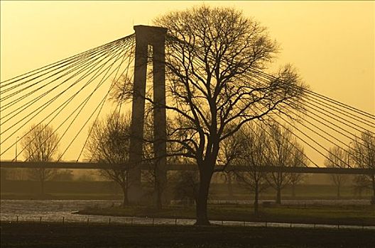 树,斜拉桥,荷兰